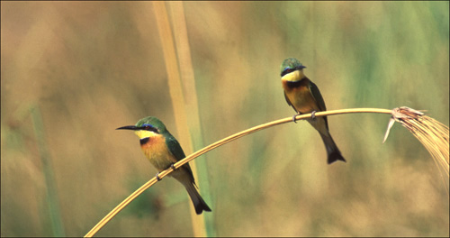 Little Bee Eater Pair.